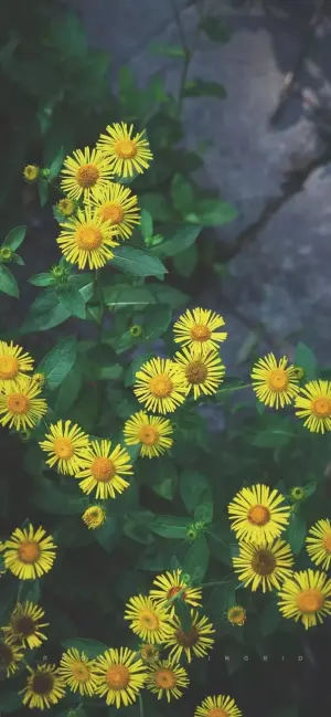 风景壁纸