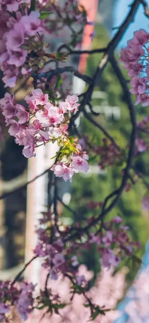 风景壁纸