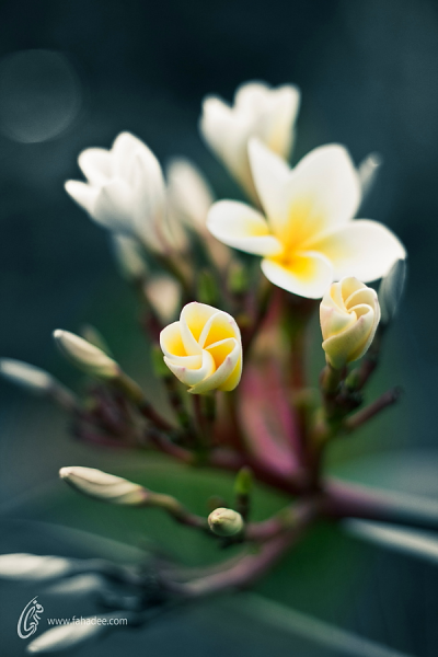  清新 唯美 森系 花卉 植物