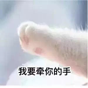 猫咪 牵手 表情包