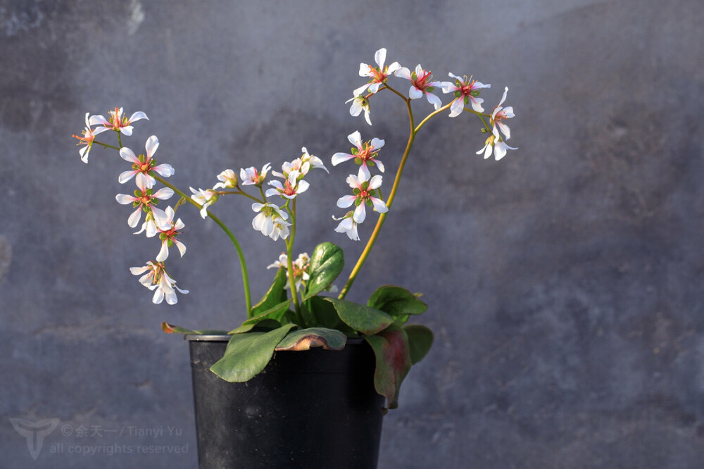 峨眉岩白菜，最秀气的岩白菜，花序像兰花一样舒展，单朵花像樱花一样大而优雅，花瓣洁白而有晕红；峨眉岩白菜是峨眉山和周边地区特有种。