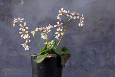 峨眉岩白菜，最秀气的岩白菜，花序像兰花一样舒展，单朵花像樱花一样大而优雅，花瓣洁白而有晕红；峨眉岩白菜是峨眉山和周边地区特有种。