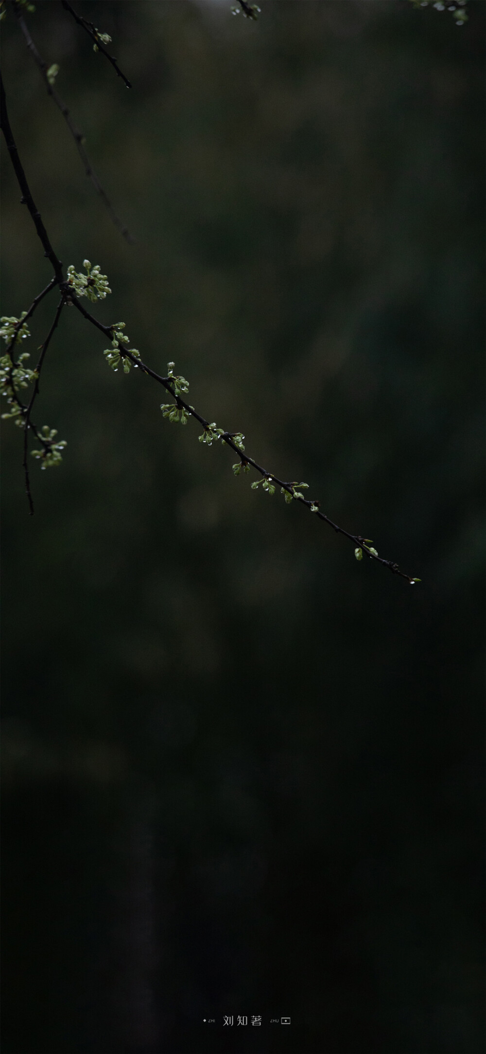 一朝春雨，万物清明