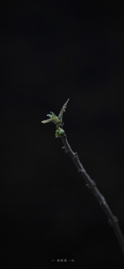 一朝春雨，万物清明