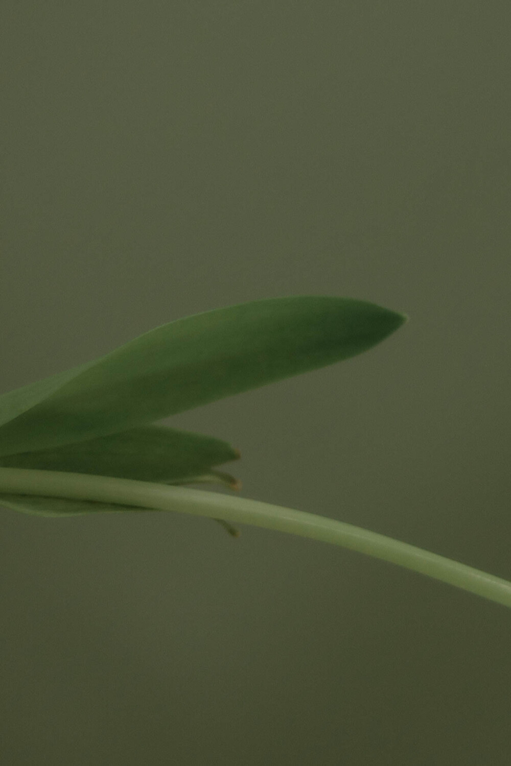 与花共生
摄影：喜绿菲林