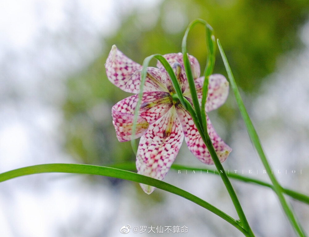 花格贝母