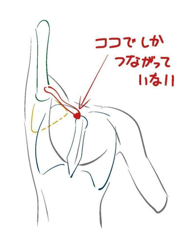 肩膀，手臂