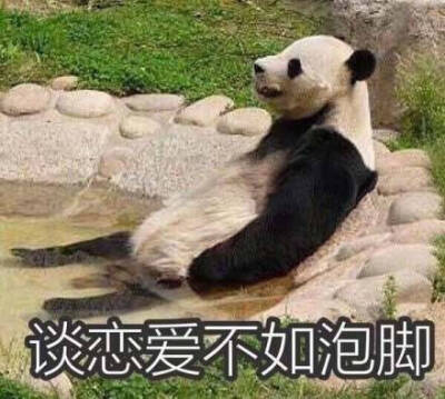 谈恋爱不如泡脚（熊猫）