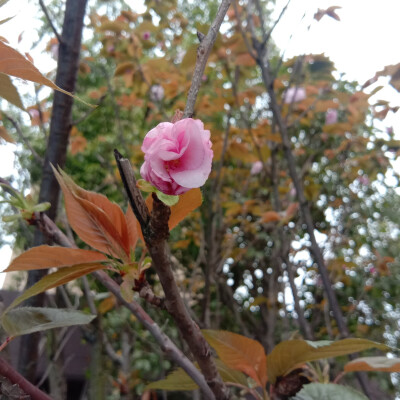 楼下小区走走，明天就要开学