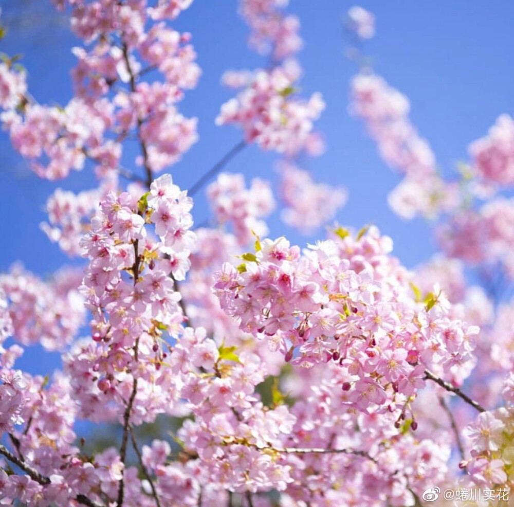 蜷川实花