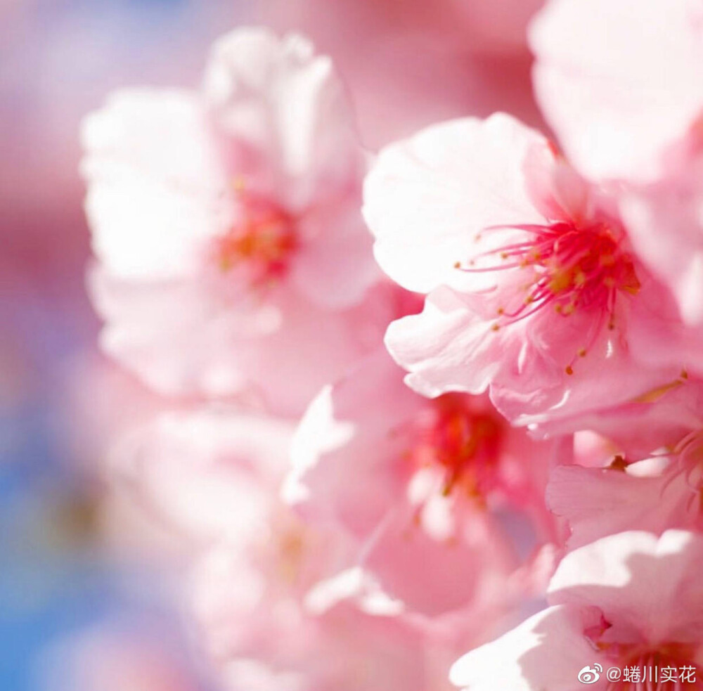 蜷川实花