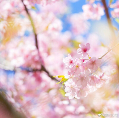 蜷川实花