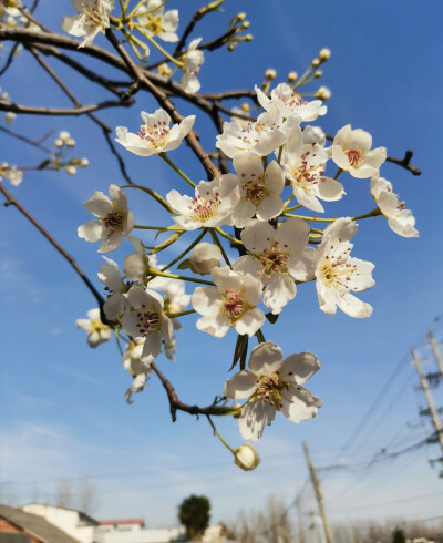 梨花