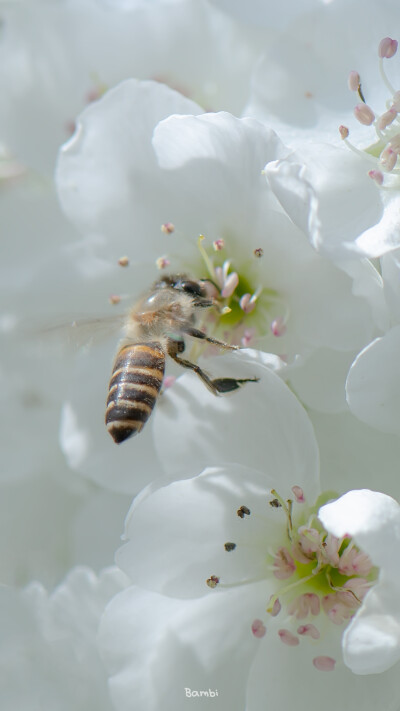 我与春风皆过客
摄影：@_阿鹿deer ​
