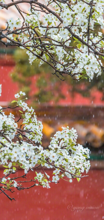 “梨花院落如飛雪”
摄影：@影像視覺楊 ?