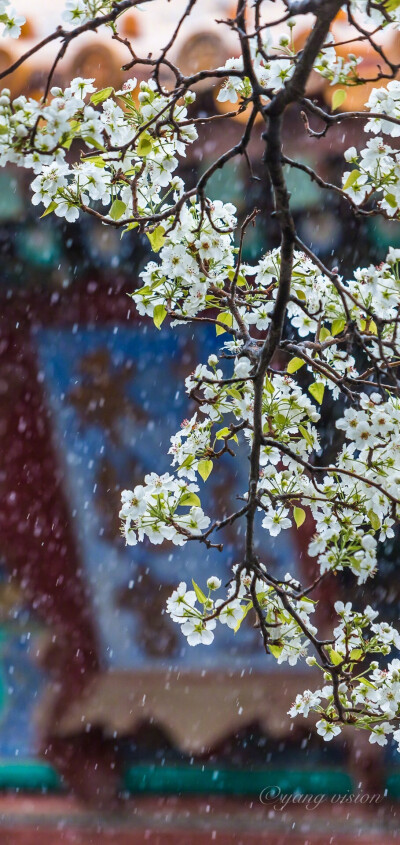 “梨花院落如飛雪”
摄影：@影像視覺楊 ?