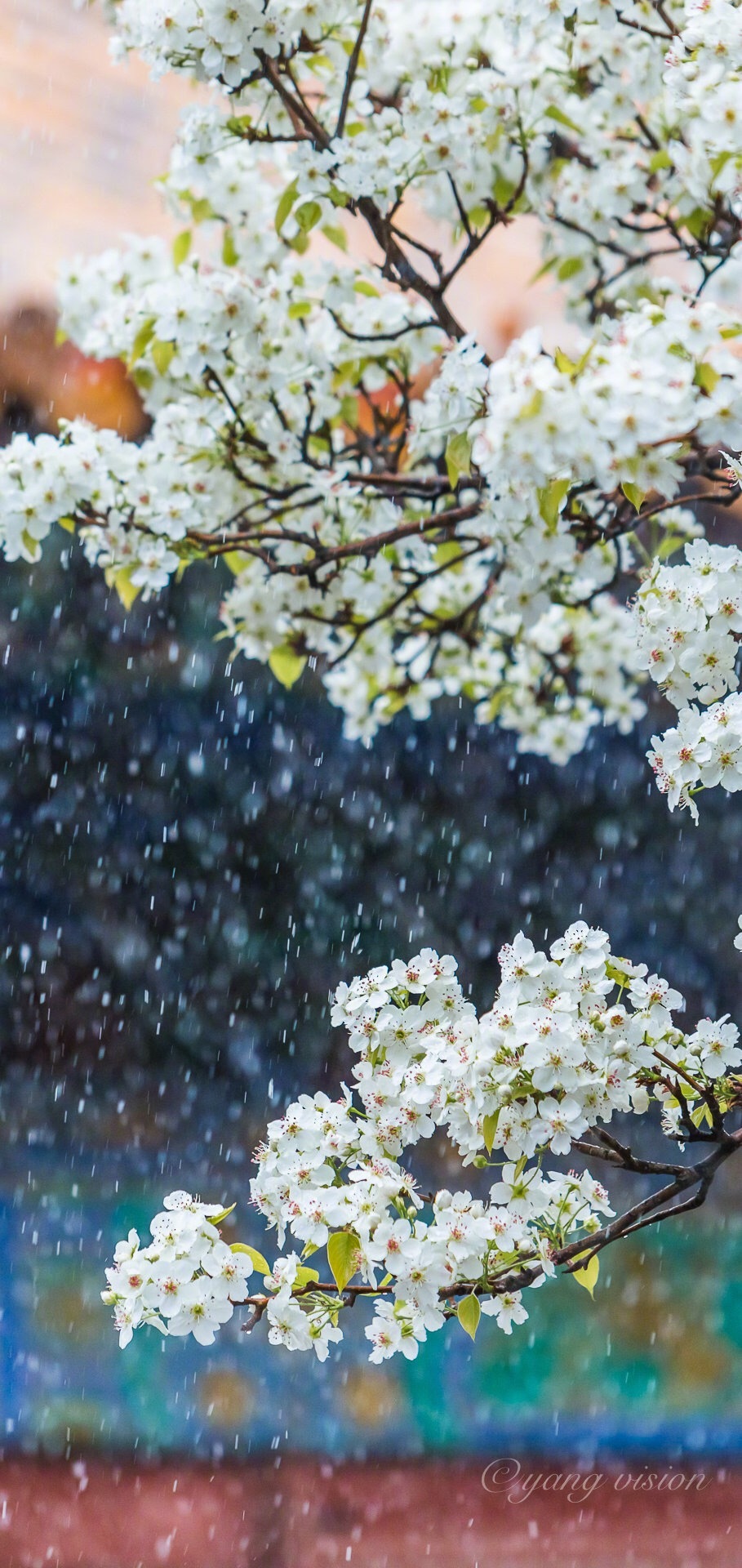 “梨花院落如飛雪”
摄影：@影像視覺楊 ?