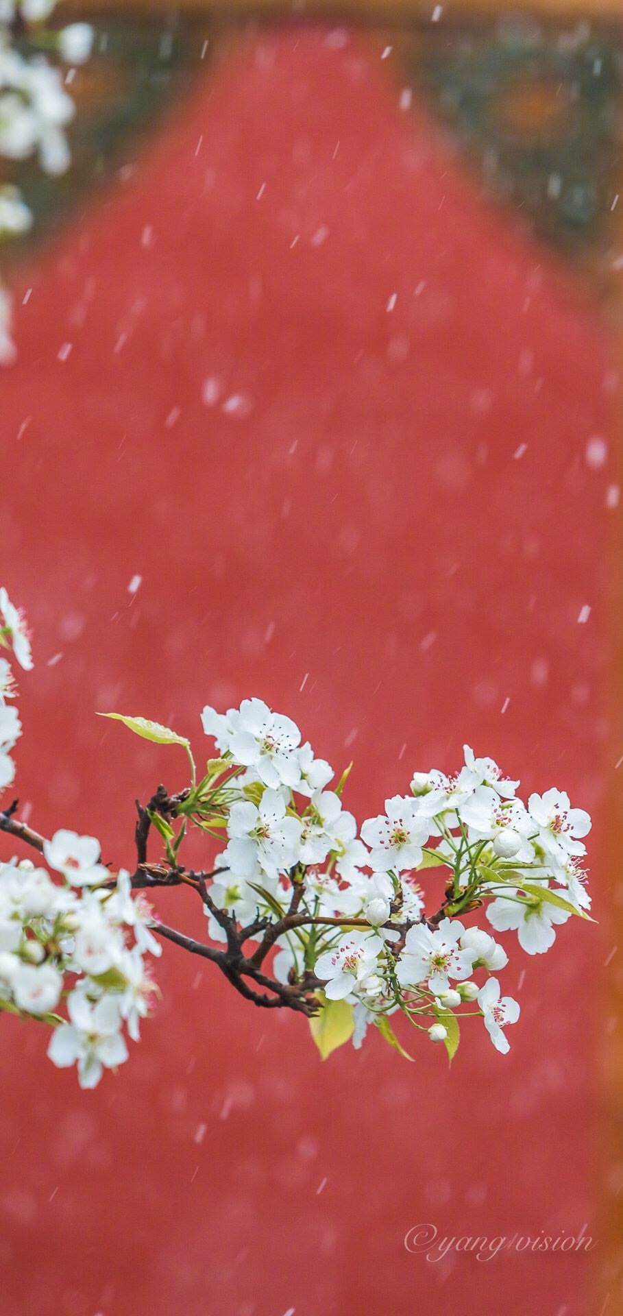 “梨花院落如飛雪”
摄影：@影像視覺楊 ?