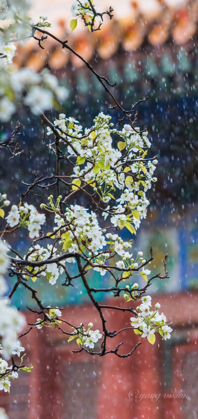 “梨花院落如飛雪”
摄影：@影像視覺楊 ?