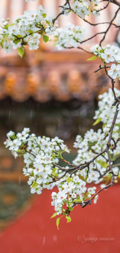 “梨花院落如飛雪”
摄影：@影像視覺楊 ?