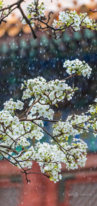 “梨花院落如飛雪”
摄影：@影像視覺楊 ?