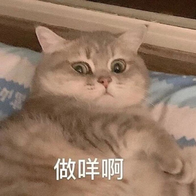 猫咪