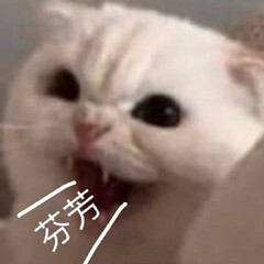 猫咪