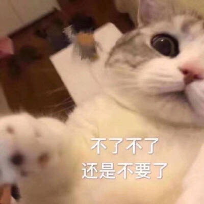 可爱小猫咪表情包