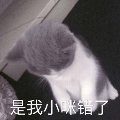 可爱小猫咪表情包