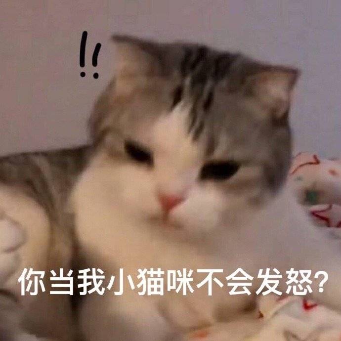 可爱小猫咪表情包