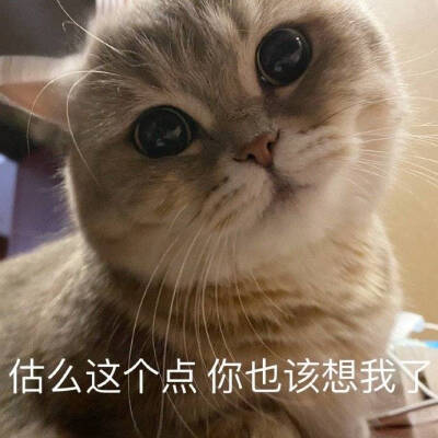 可爱小猫咪表情包