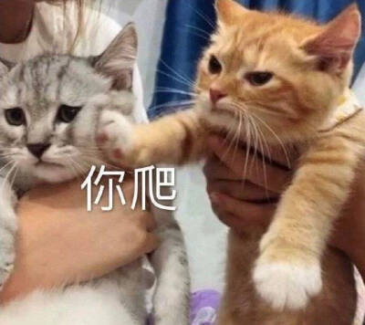 可爱小猫咪表情包