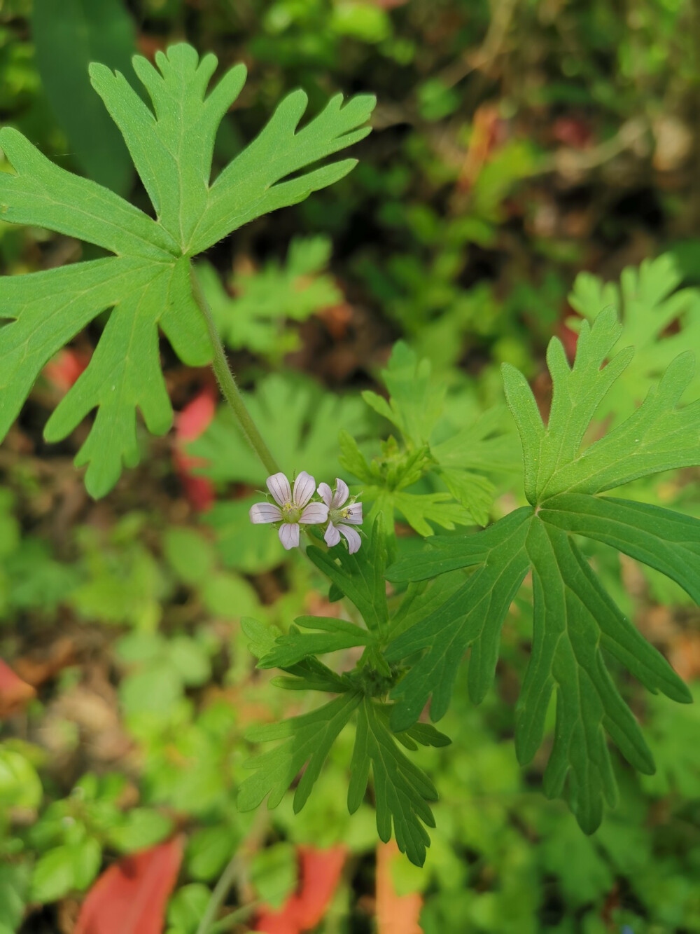 野老鹳草