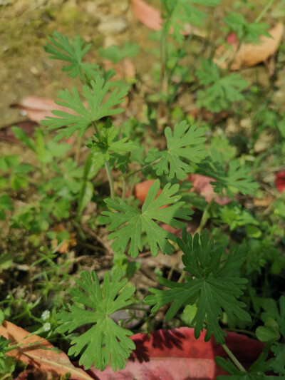 野老鹳草