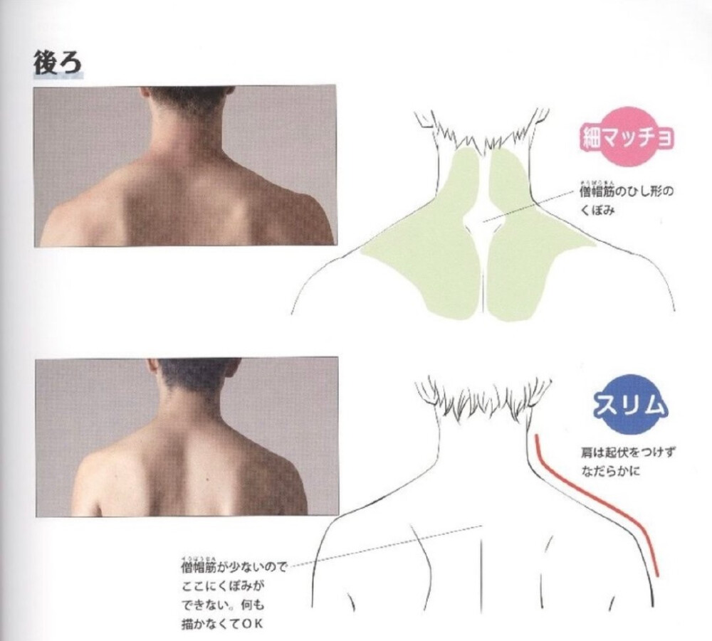 肩部素材