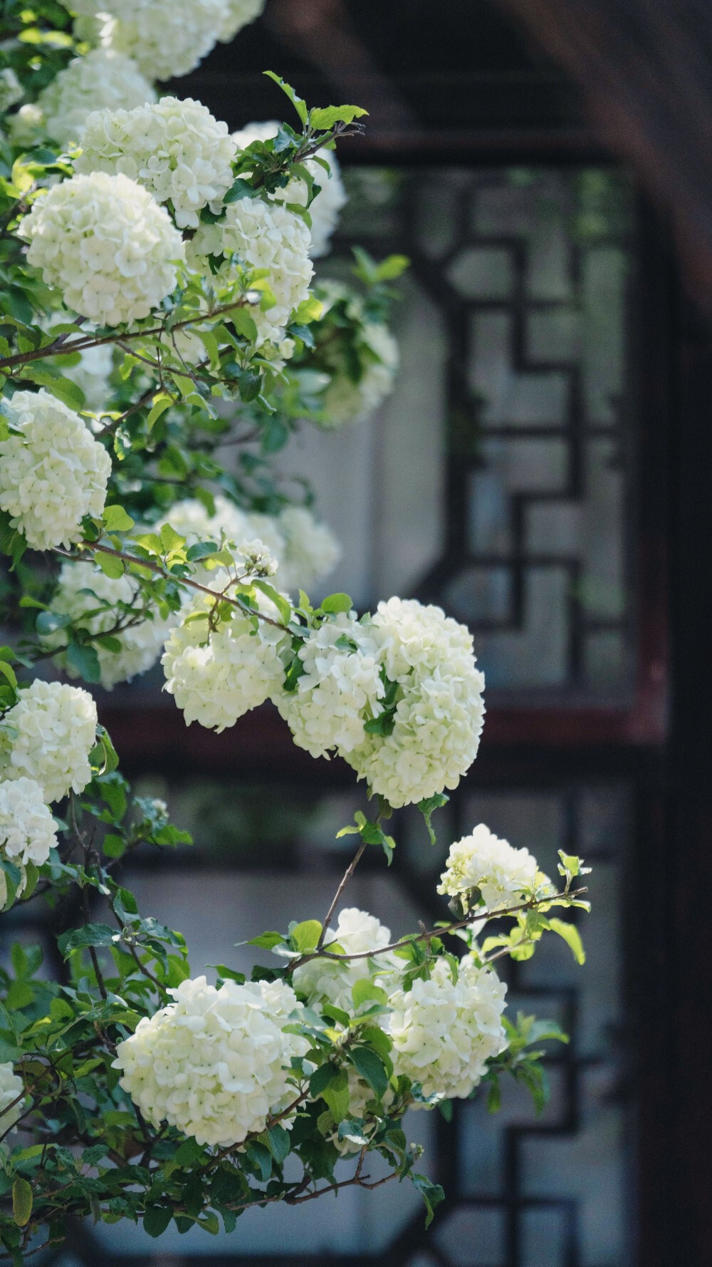 姑苏花事木绣球