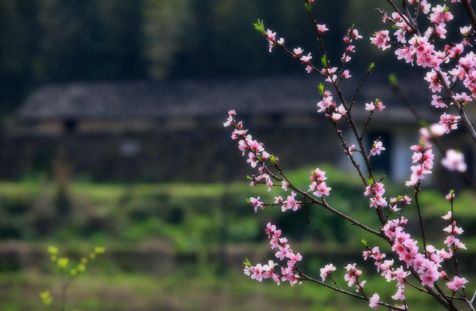 去年今日此门中，人面桃花相映红。人面不知何处去，桃花依旧笑春风。----《题都城南庄》崔护#你相册里的春景# #吾爱诗词# #诗词歌赋#