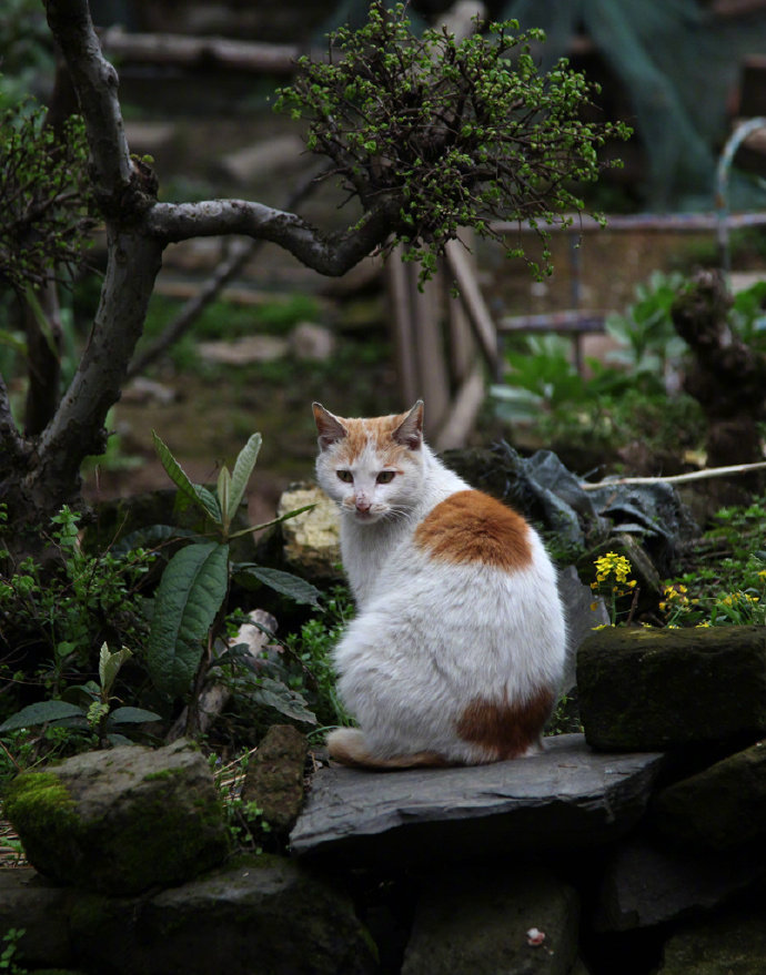 零落闲边句，逍遥事外身。村东褚草蕈，一笑得常珍。