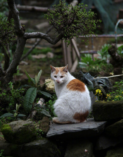 零落闲边句，逍遥事外身。村东褚草蕈，一笑得常珍。