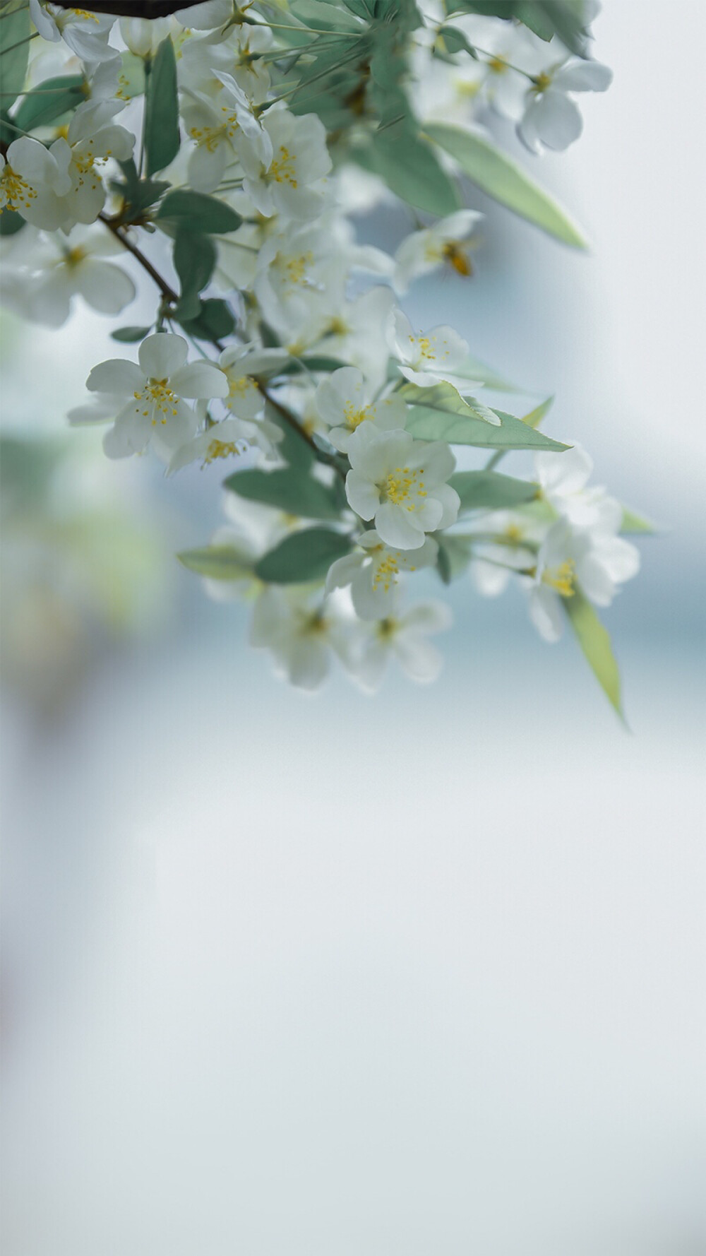 【湖北海棠】偷来梨蕊三分白，借得梅花一缕魂