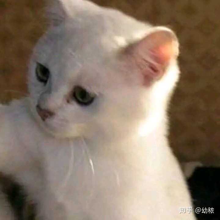 头像 情侣头像 可爱 动漫 猫咪 狗狗