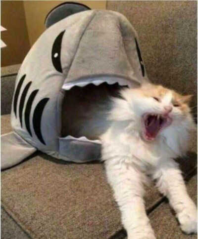 情侣头像 可爱 头像 动物 狐狸 柴犬 猫 狗狗 头像