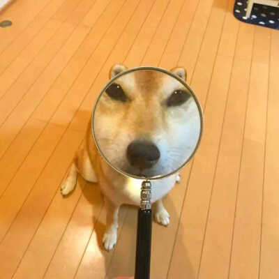 情侣头像 可爱 头像 动物 狐狸 柴犬 猫 狗狗 头像