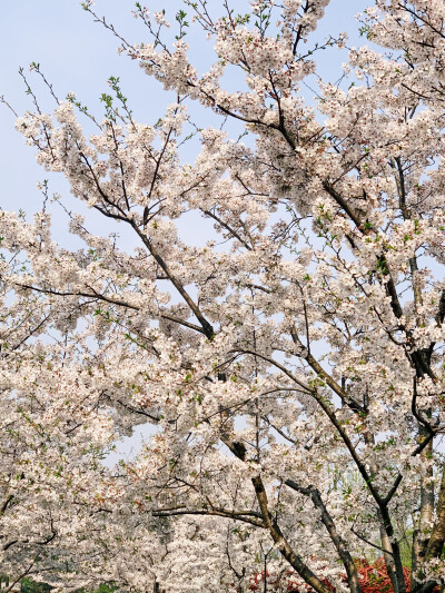 ✨✨快乐拾遗①春天新买的小裙子开箱 blingbling的惹人爱②到了赏花的季节也太棒了③最近在尝试自己拍摄产品 乐趣无穷④我家猫最爱的角落 可以一睡就睡上好几天⑤新入的单色眼影 get日杂风眼妆⑥解锁拍花新方式⑦我…