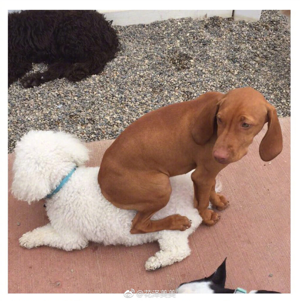 国外一位在狗狗日托所上班的妹纸发现了一只特别爱干净的狗子，一般的地面它是不会坐下去的… 【搞笑】
