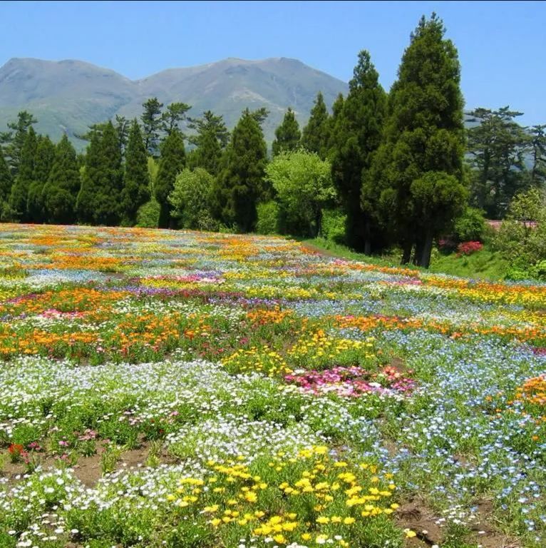 待到山花烂漫时