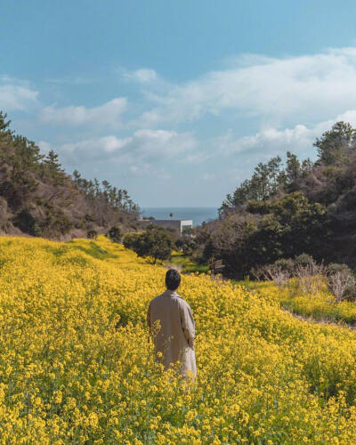 油菜花海