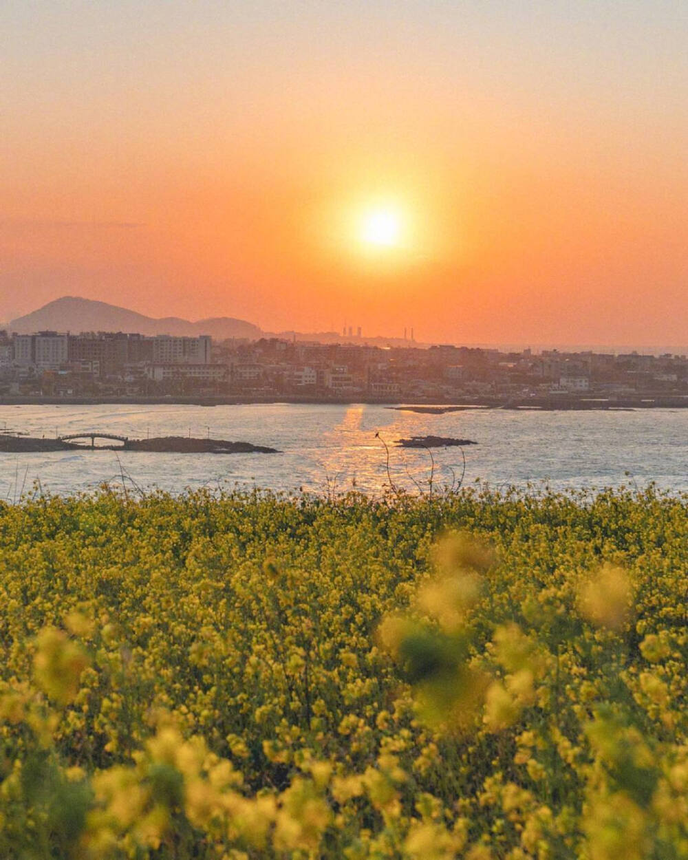 油菜花海