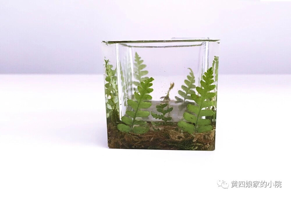 滴胶 植物 教程见水印