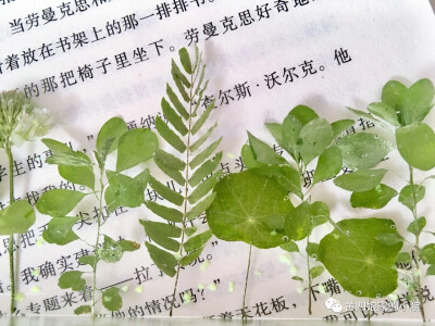 滴胶 植物 教程见水印